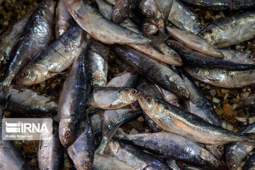 سرانه مصرف ماهی در خوزستان بالاتر از متوسط کشوری است