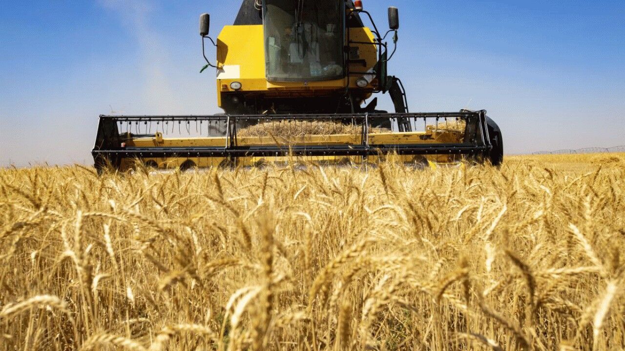 رئیس جهاد کشاورزی: گندم همدان از کیفیت بالایی برخوردار است 