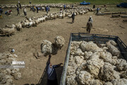 Nomads shearing sheep in western Iran