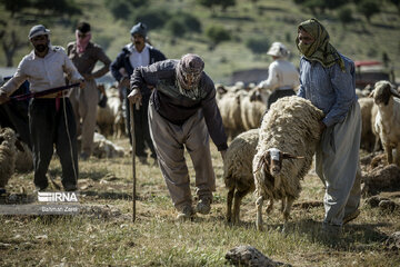 Sheep shorn in west Iran during transhumance