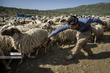 Sheep shorn in west Iran during transhumance