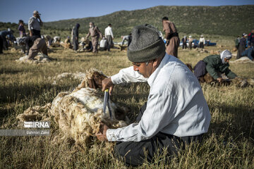 Sheep shorn in west Iran during transhumance