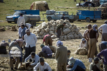 Sheep shorn in west Iran during transhumance