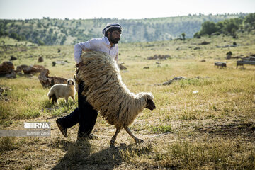 Sheep shorn in west Iran during transhumance