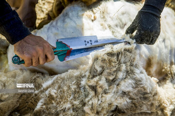 Sheep shorn in west Iran during transhumance