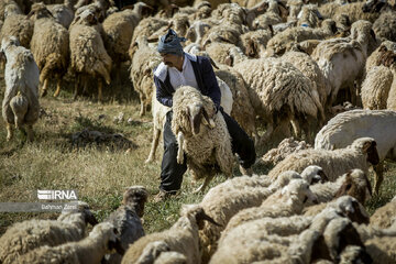 Sheep shorn in west Iran during transhumance