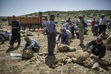 Sheep shorn in west Iran during transhumance