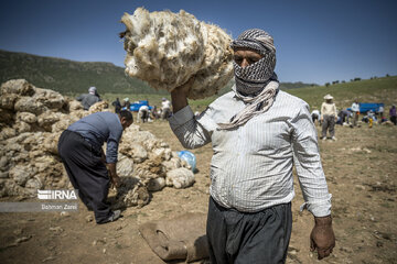 Sheep shorn in west Iran during transhumance