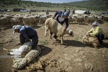 Sheep shorn in west Iran during transhumance