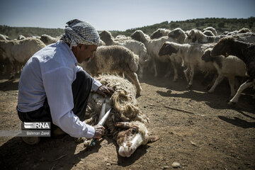 Sheep shorn in west Iran during transhumance