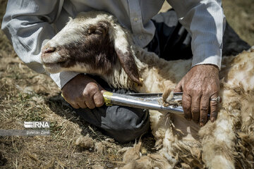 Sheep shorn in west Iran during transhumance