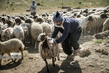 Sheep shorn in west Iran during transhumance