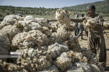 Sheep shorn in west Iran during transhumance