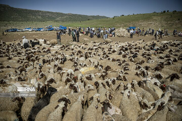 Sheep shorn in west Iran during transhumance