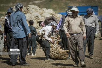 Sheep shorn in west Iran during transhumance