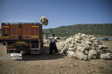 Sheep shorn in west Iran during transhumance