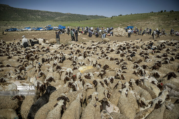 تولید قراردادی گوشت قرمز نسخه ای نو برای حل مشکل عشایر همدان