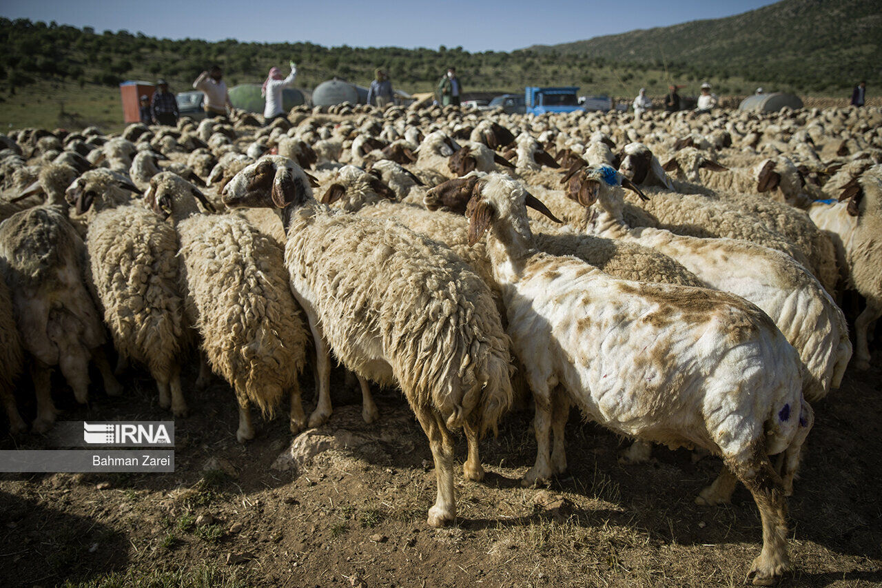 مشکلی برای تامین دام زنده ویژه عید قربان در گلستان وجود ندارد