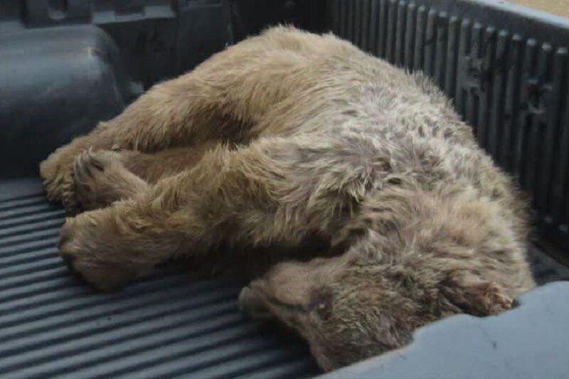 رفتار غیرحرفه‌ای منجر به تلف شدن یک قلاده خرس در شهرستان انگوت شد