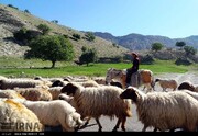 جابجایی احشام تا ۲۱ خرداد در جاده کندوان ممنوع است