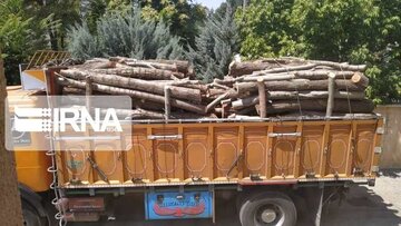 معاون استاندار: قاچاق چوب در مازندران جرم انگاری شد