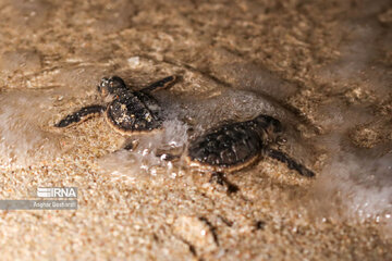 IRNA English - Endangered sea turtles released into Persian Gulf