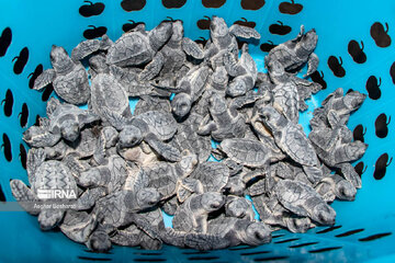 IRNA English - Endangered sea turtles released into Persian Gulf