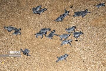 IRNA English - Endangered sea turtles released into Persian Gulf