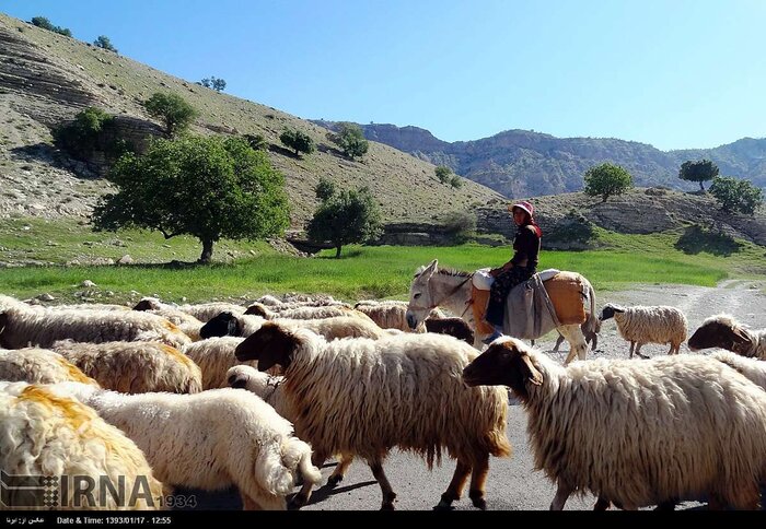 دامداران تا ۱۵ خرداد از جابجایی دام‌ها در جاده کندوان خودداری کنند