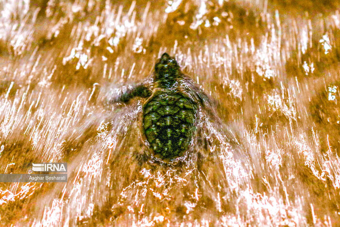 جزایر هرمزگان؛ ظرفیتهای ناب تا چشمانداز توسعه پایدار در میانه خلیج فارس