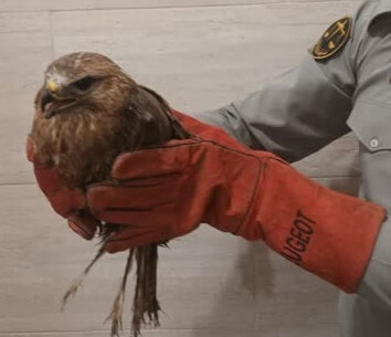 از دستگیری متخلف زنده‌گیری بره وحشی در دماوند تا تحویل پرنده شکاری به محیط زیست
