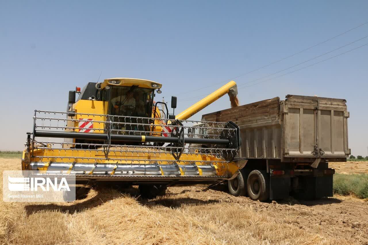 خرید تضمینی گندم در استان کرمانشاه ۱۳۰ هزار تن افزایش یافت