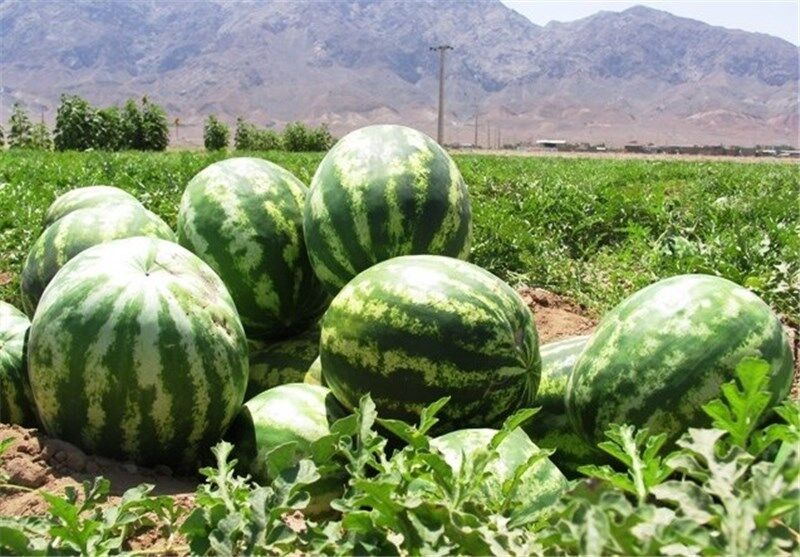 Watermelon tops Iran’s list of agri-food exports in April: Report