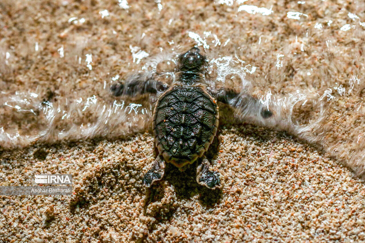 IRNA English - Endangered sea turtles released into Persian Gulf