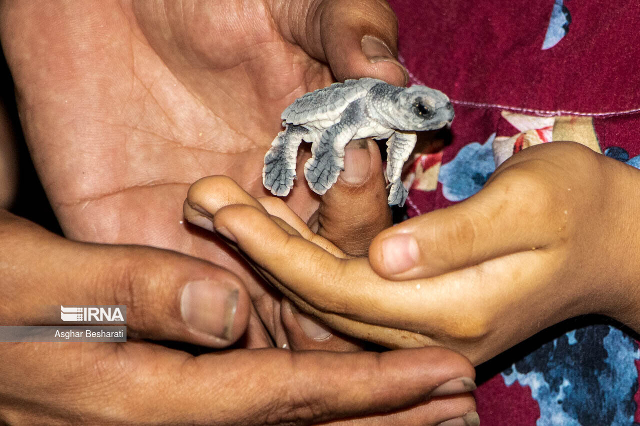 IRNA English - Endangered sea turtles released into Persian Gulf