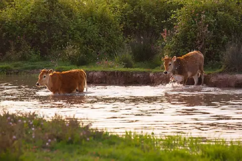 پارک ملی بوجاق؛ طبیعت بکر و دست نخورده گیلان