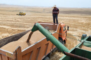 ۷۲ هزار تن اضافه تولید گندم کشاورزان استان بوشهر حمل شد