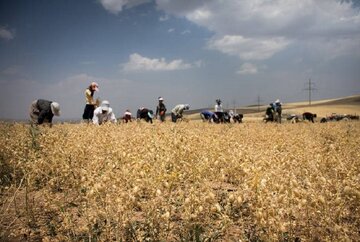 کشت حبوبات در دیم‌زارهای کرمانشاه در اولویت طرح جهش تولید قرار دارد