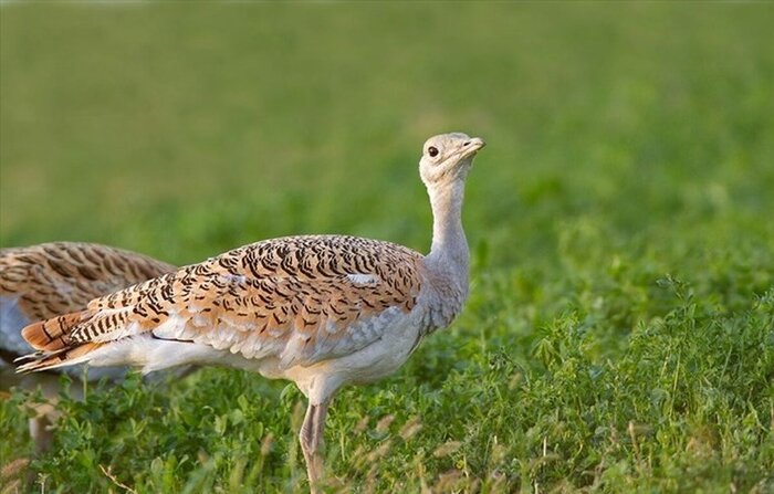 «عروس بوکان» در خطر انقراض/ فقط ۲۰ قطعه میش مرغ باقی مانده است
