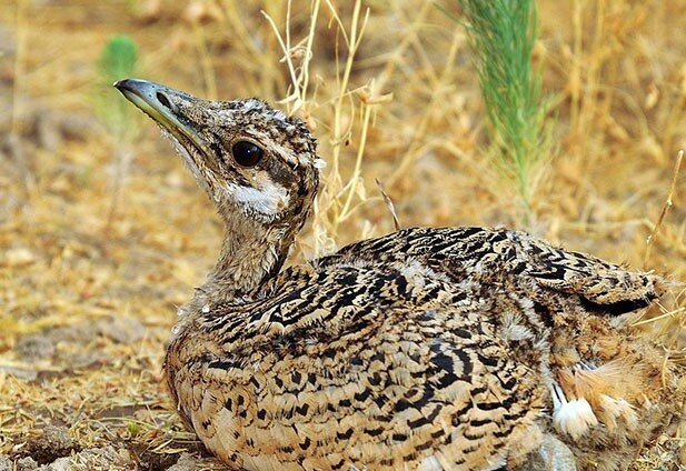 «عروس بوکان» در خطر انقراض/ فقط ۲۰ قطعه میش مرغ باقی مانده است