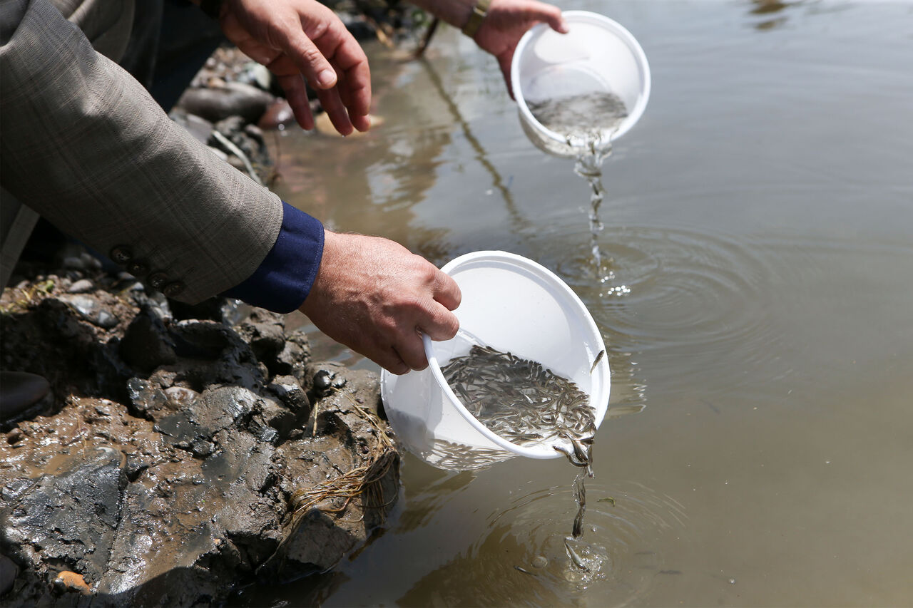 ۵۰ هزار قطعه ماهی گرمابی در سد زاگرس گیلانغرب رهاسازی شد