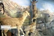 ۱۲ میلیارد ریال برای تکمیل موزه حیات وحش خراسان‌شمالی تخصیص یافت