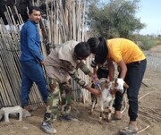 گروه‌های جهادی ۳۰ هزار راس دام در روستاهای میناب را واکسینه کردند