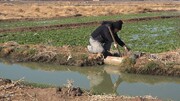 تدابیر مسوولان و امیدها برای حل مشکلات محصولات کشاورزی فاضلابی در شیراز 