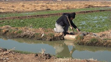 تدابیر مسوولان و امیدها برای حل مشکلات محصولات کشاورزی فاضلابی در شیراز 