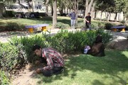 معاون استاندار یزد: معتادان متجاهر، چهره شهر را نازیبا می‌کنند