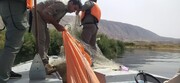 تجهیزات غیرمجاز صید آبزیان در دریاچه سد سیمره جمع آوری شد