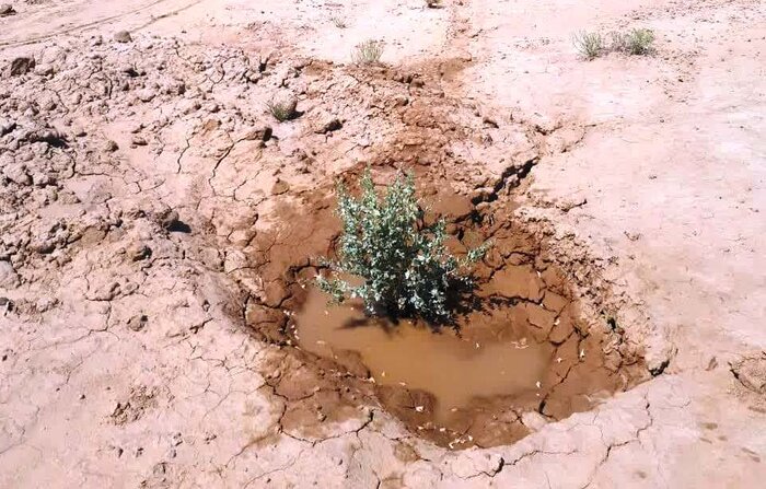 زخم خشکسالی بر پیکره گناباد 