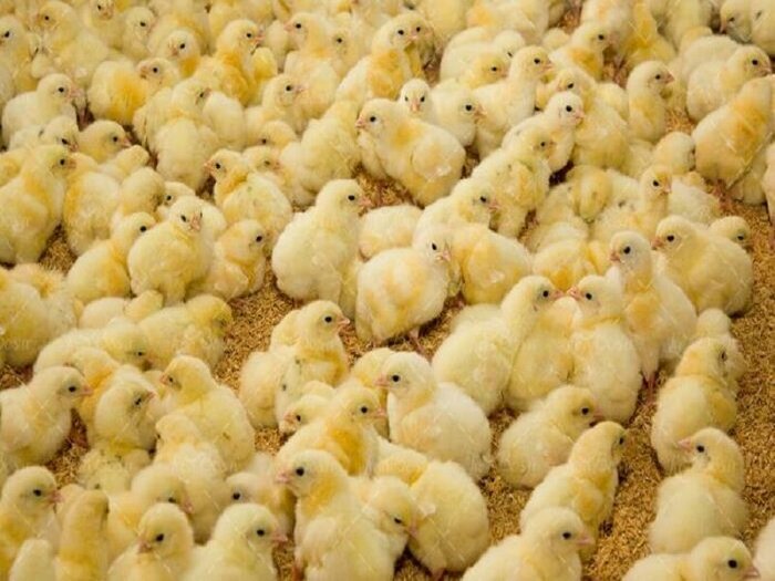 زنجیره تولید تا توزیع مرغ در کرمان و تجربه موفق رفسنجان