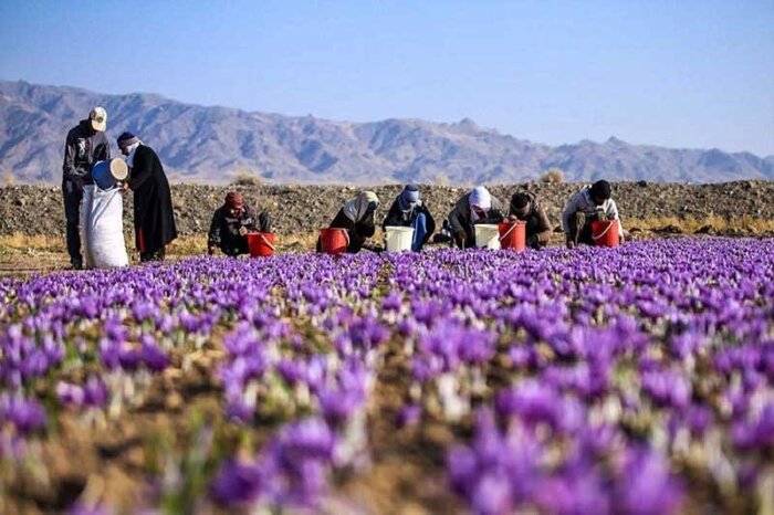 افزایش ۳۵ درصدی تولید طلای سرخ در کرمانشاه